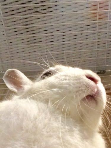 動物の一部分しか写ってない画像を貼るトピ