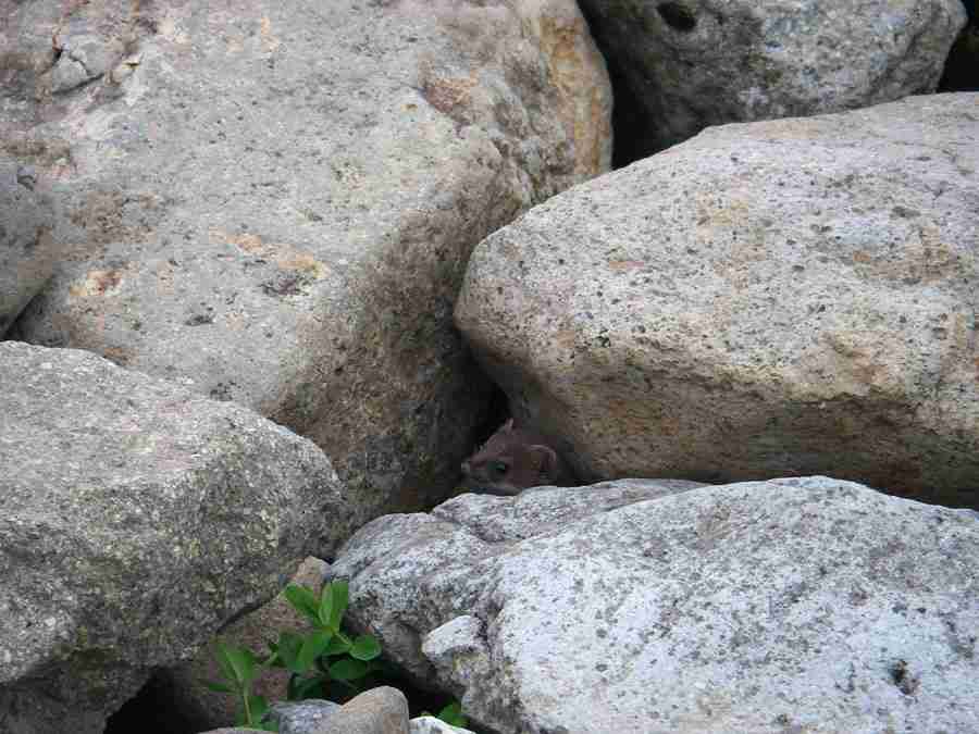 動物の一部分しか写ってない画像を貼るトピ