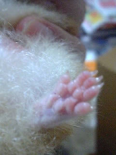 動物の一部分しか写ってない画像を貼るトピ