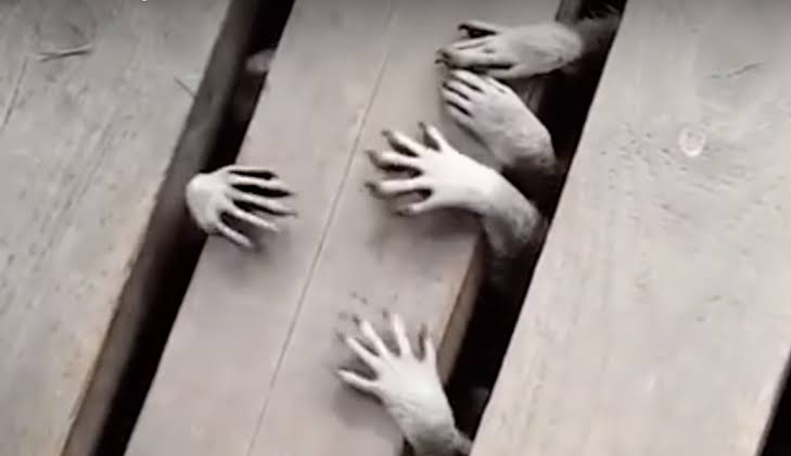 動物の一部分しか写ってない画像を貼るトピ