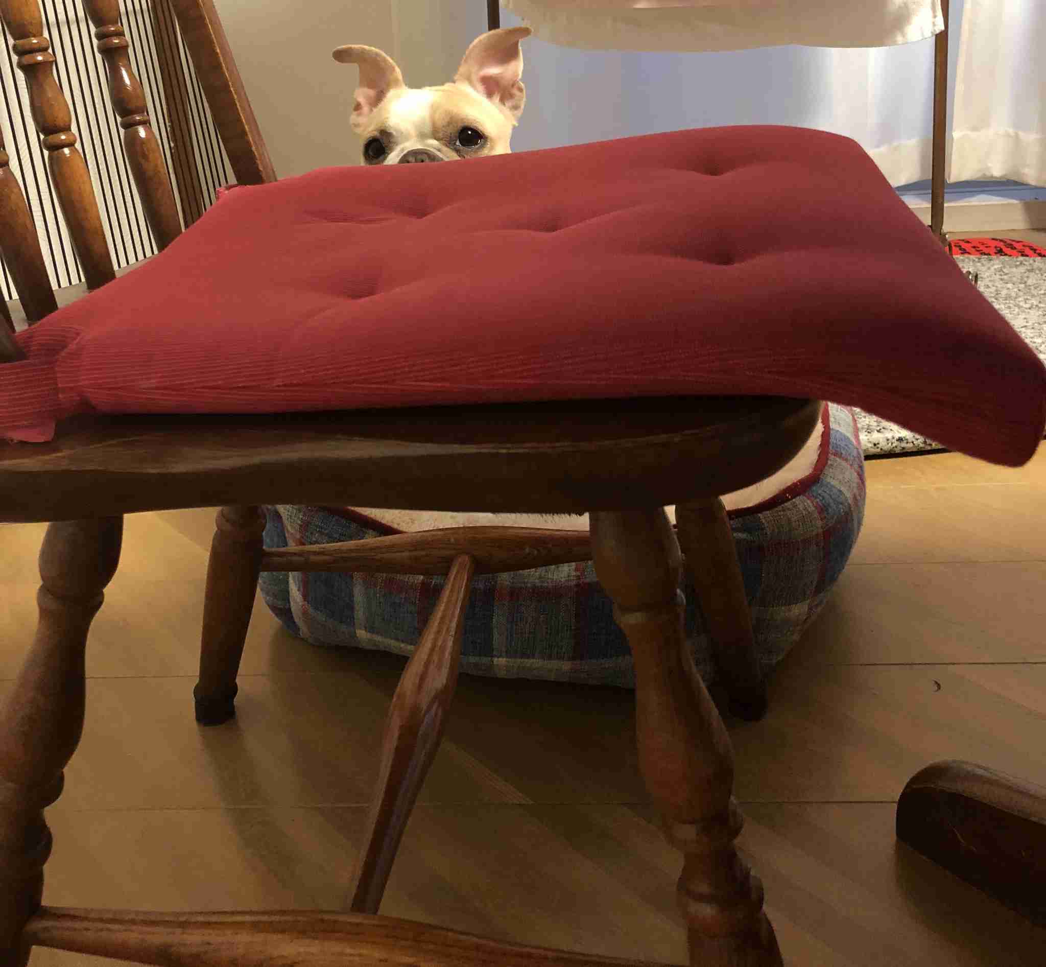 動物の一部分しか写ってない画像を貼るトピ