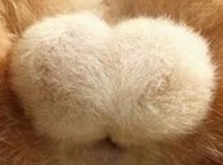 動物の一部分しか写ってない画像を貼るトピ