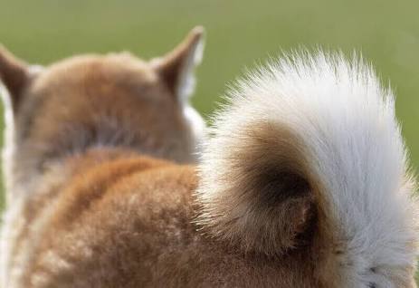 動物の一部分しか写ってない画像を貼るトピ