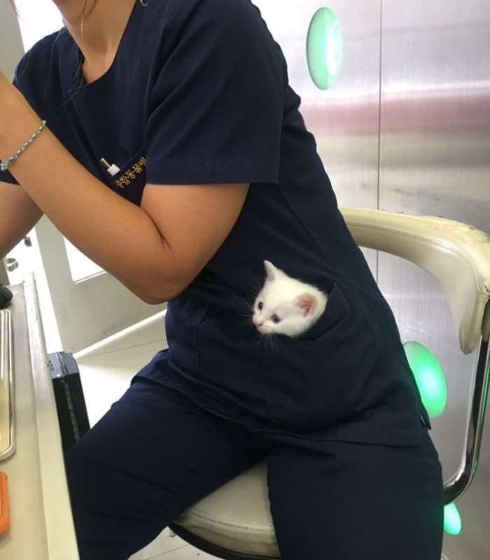 動物の一部分しか写ってない画像を貼るトピ