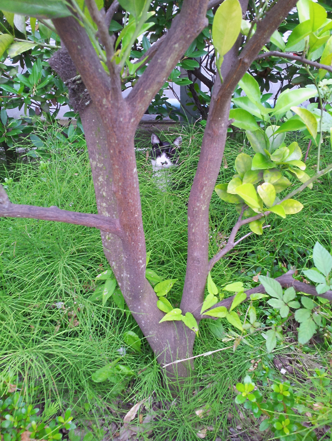 動物の一部分しか写ってない画像を貼るトピ