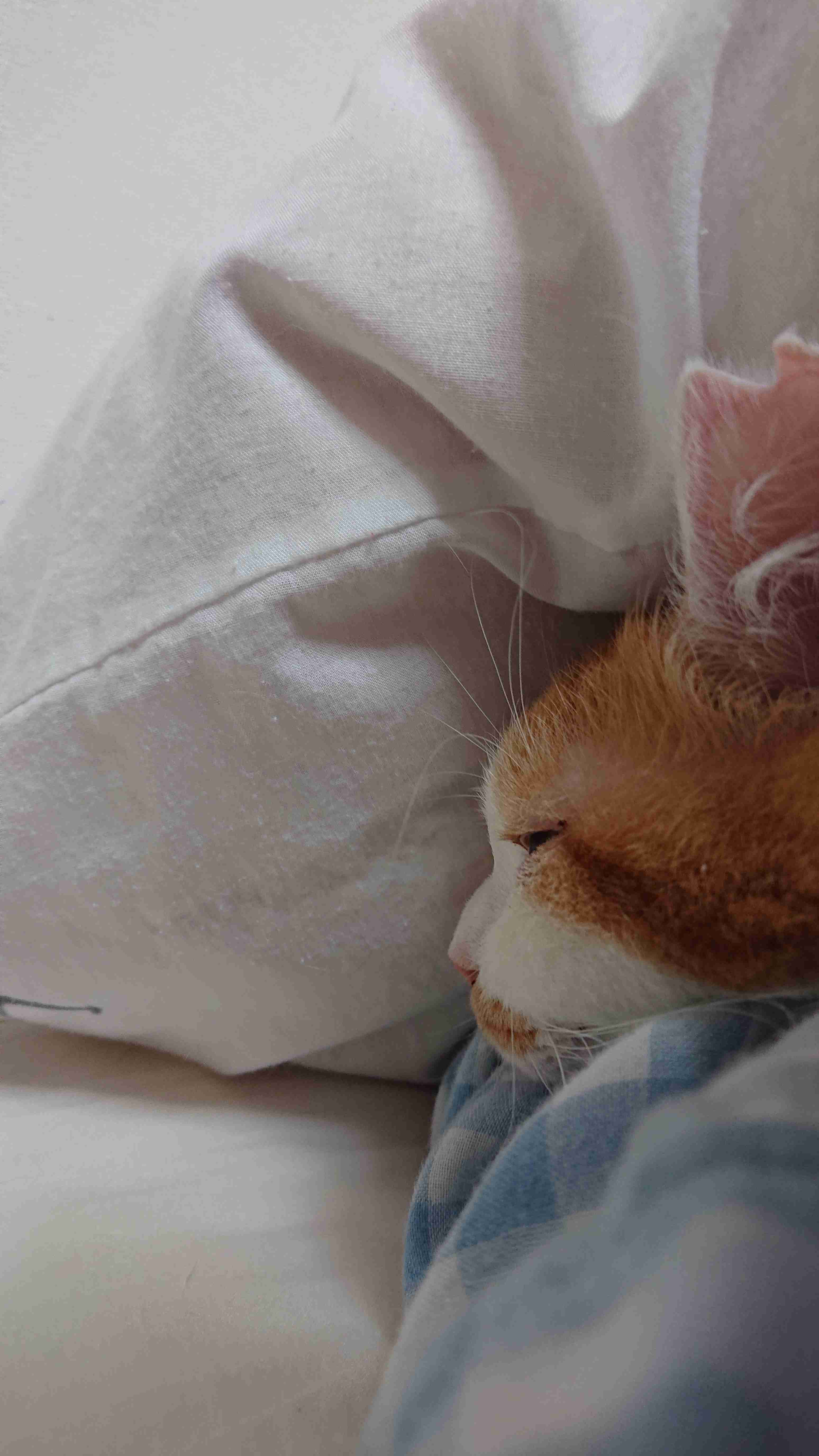 動物の一部分しか写ってない画像を貼るトピ