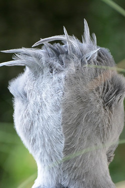 動物の一部分しか写ってない画像を貼るトピ