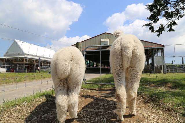 動物の一部分しか写ってない画像を貼るトピ