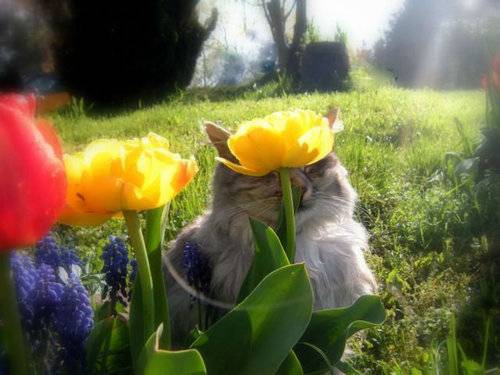 動物の一部分しか写ってない画像を貼るトピ