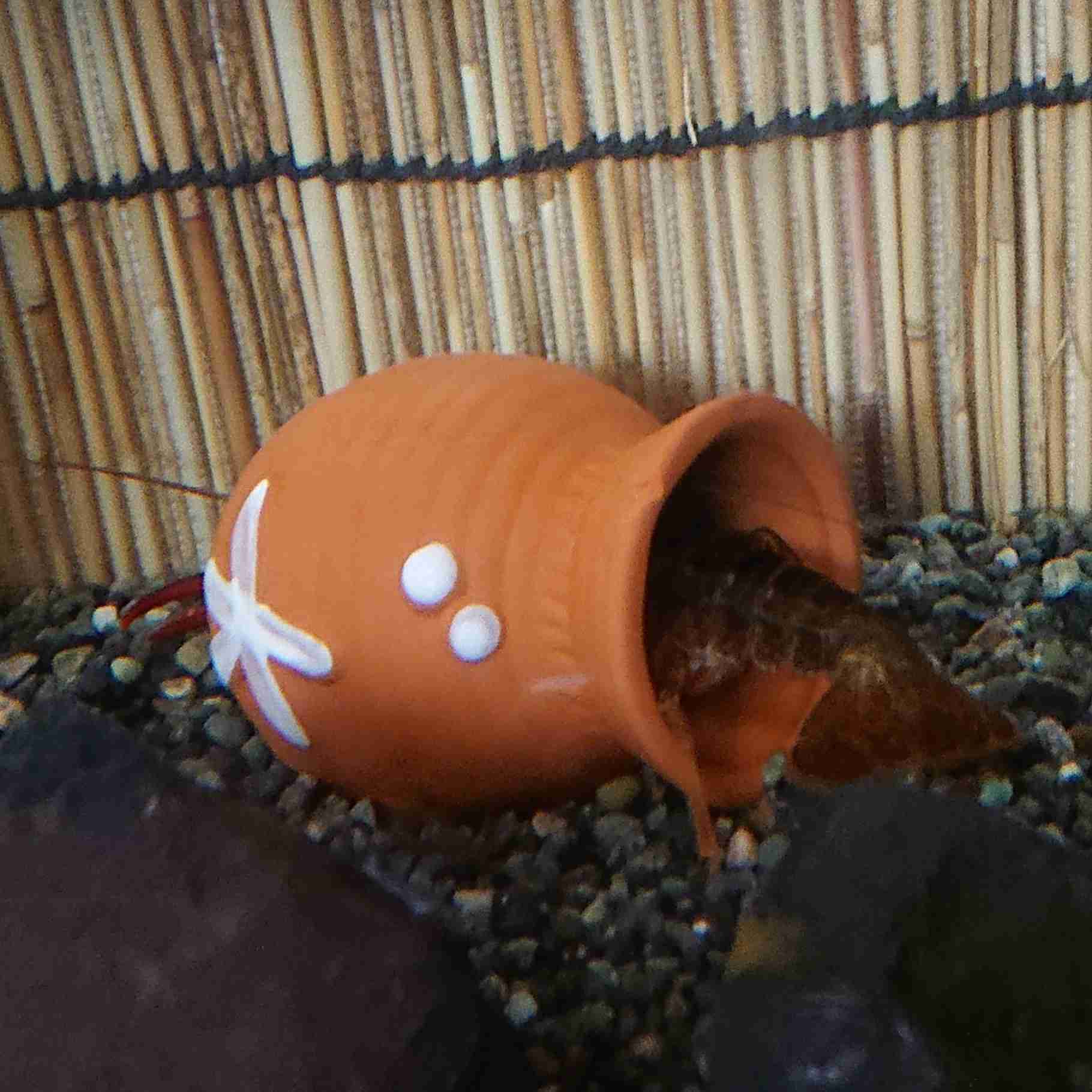 動物の一部分しか写ってない画像を貼るトピ