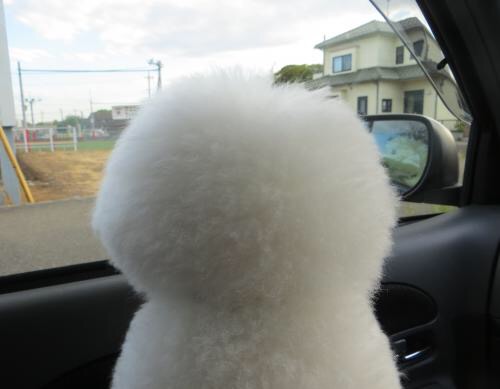 動物の一部分しか写ってない画像を貼るトピ