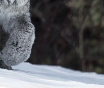 動物の一部分しか写ってない画像を貼るトピ