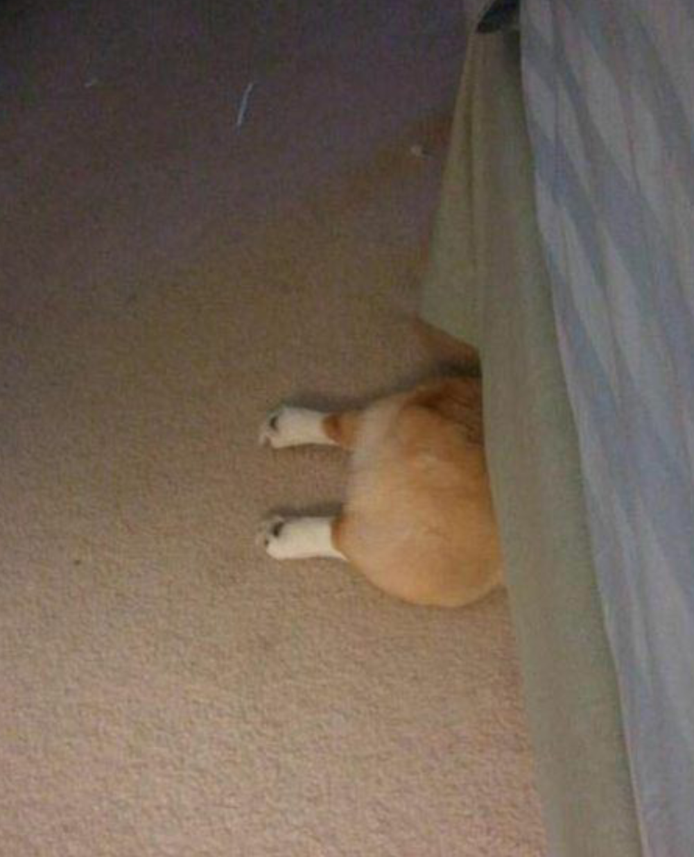 動物の一部分しか写ってない画像を貼るトピ