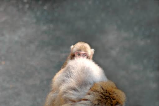 動物の一部分しか写ってない画像を貼るトピ