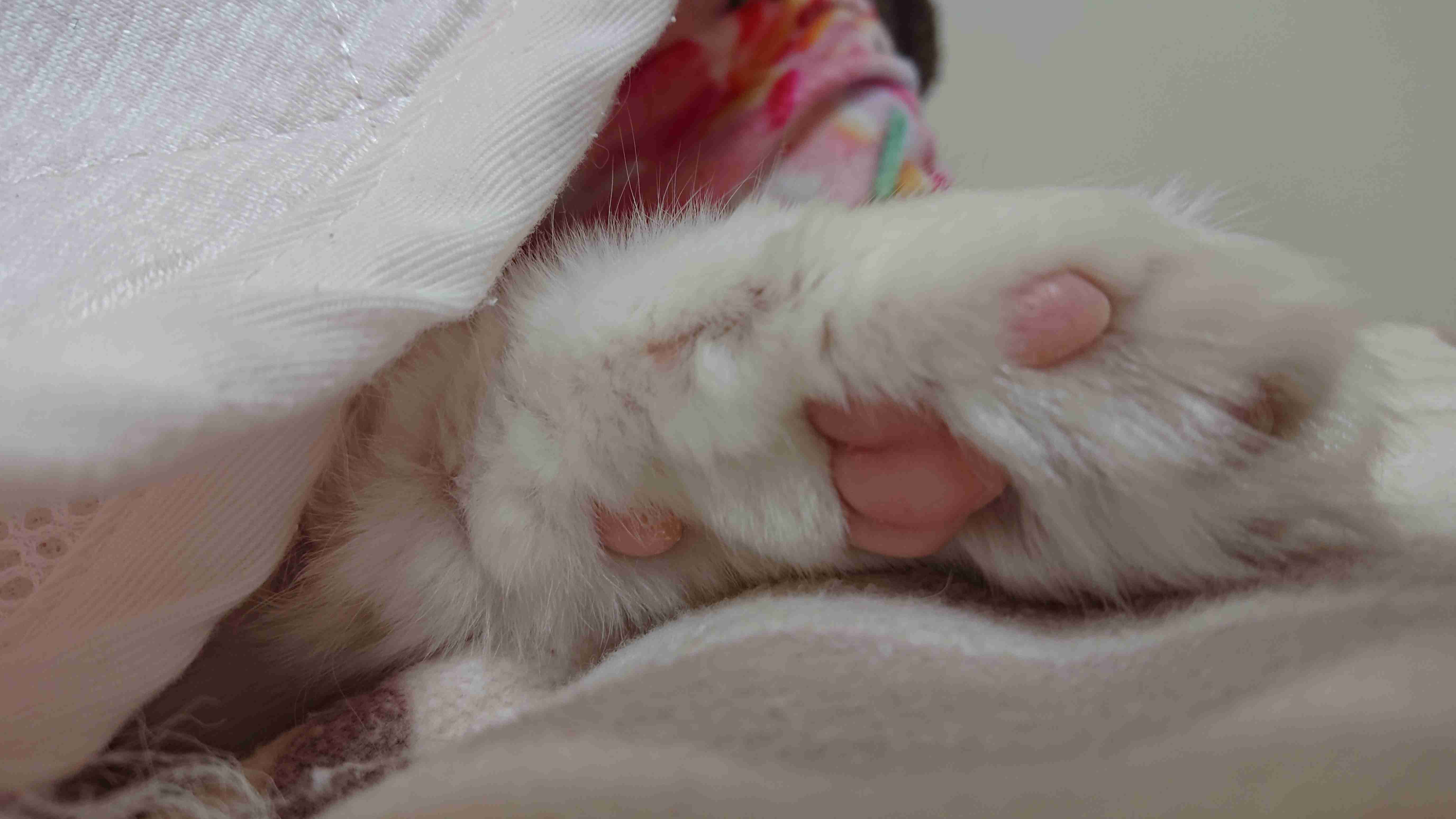 動物の一部分しか写ってない画像を貼るトピ