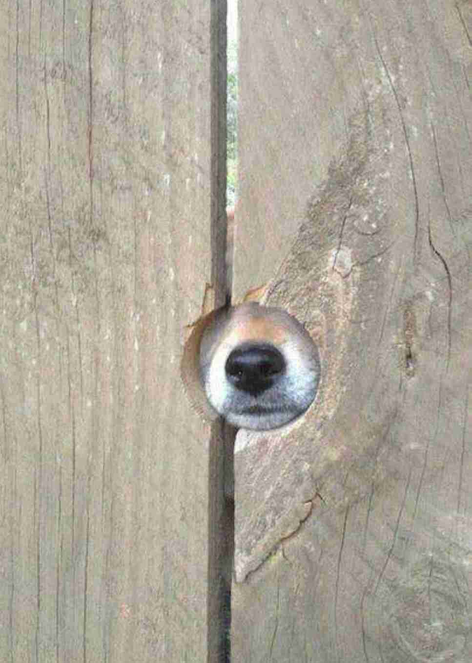 動物の一部分しか写ってない画像を貼るトピ