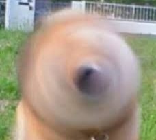 動物の一部分しか写ってない画像を貼るトピ
