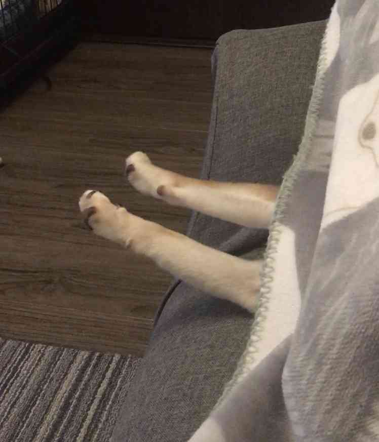 動物の一部分しか写ってない画像を貼るトピ