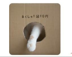 動物の一部分しか写ってない画像を貼るトピ