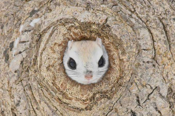 動物の一部分しか写ってない画像を貼るトピ