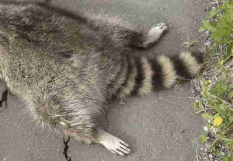 動物の一部分しか写ってない画像を貼るトピ