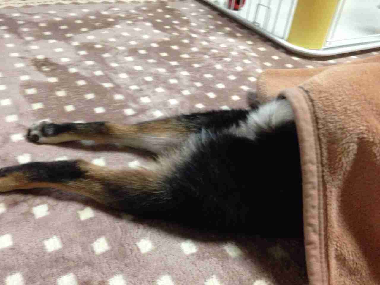 動物の一部分しか写ってない画像を貼るトピ