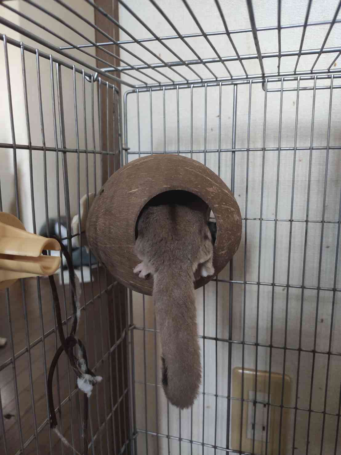 動物の一部分しか写ってない画像を貼るトピ