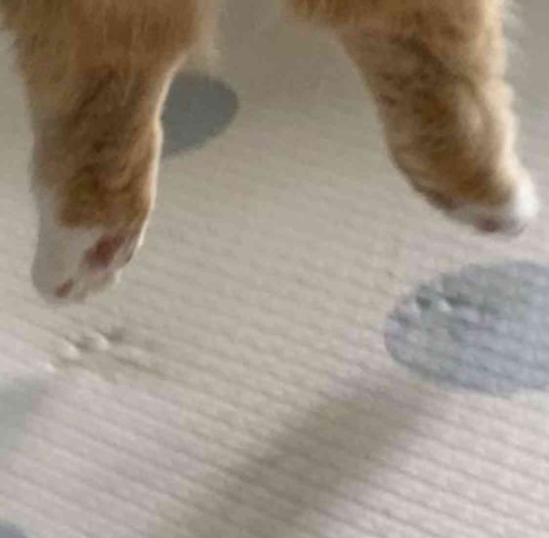 動物の一部分しか写ってない画像を貼るトピ