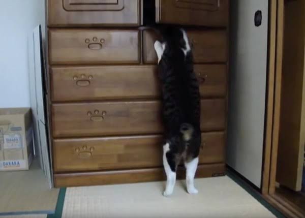がるちゃん猫カフェ53号店 開店しました♪（初めての方も大歓迎!!）