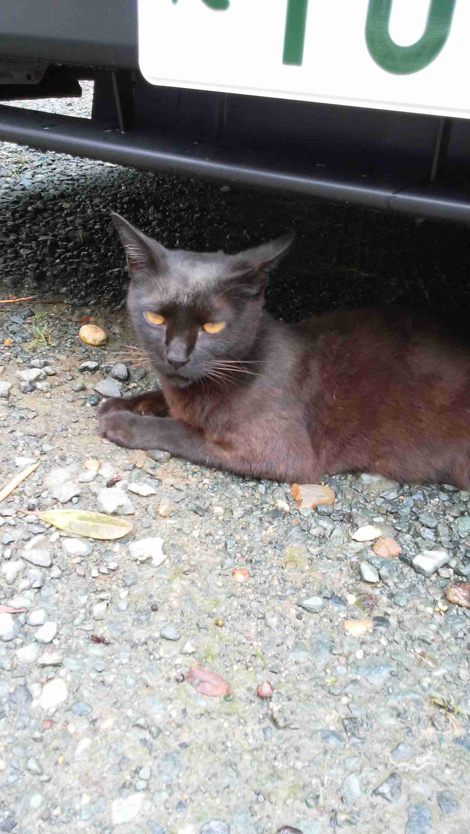 がるちゃん猫カフェ53号店 開店しました♪(初めての方も大歓迎!!)