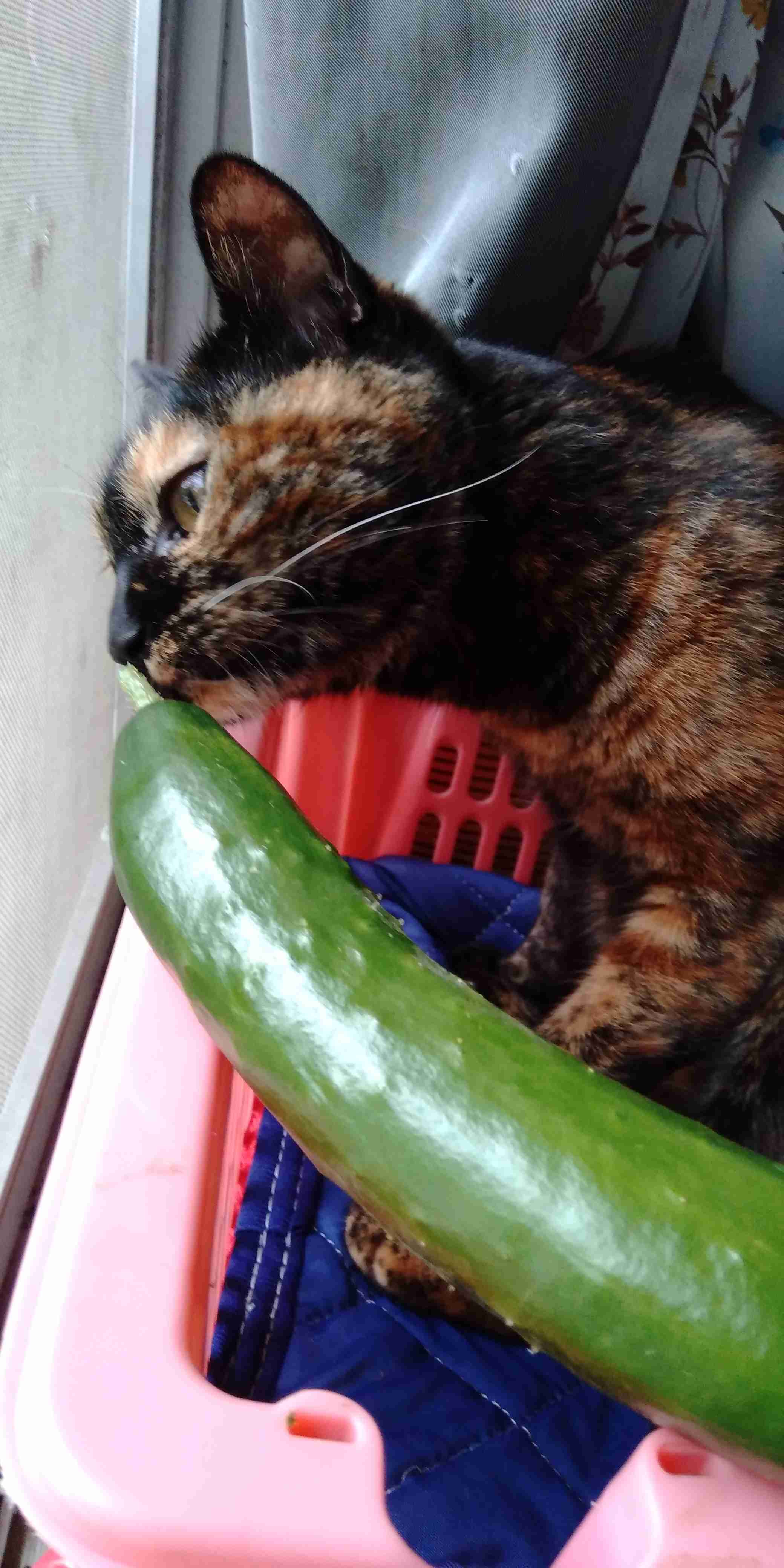 がるちゃん猫カフェ53号店 開店しました♪（初めての方も大歓迎!!）