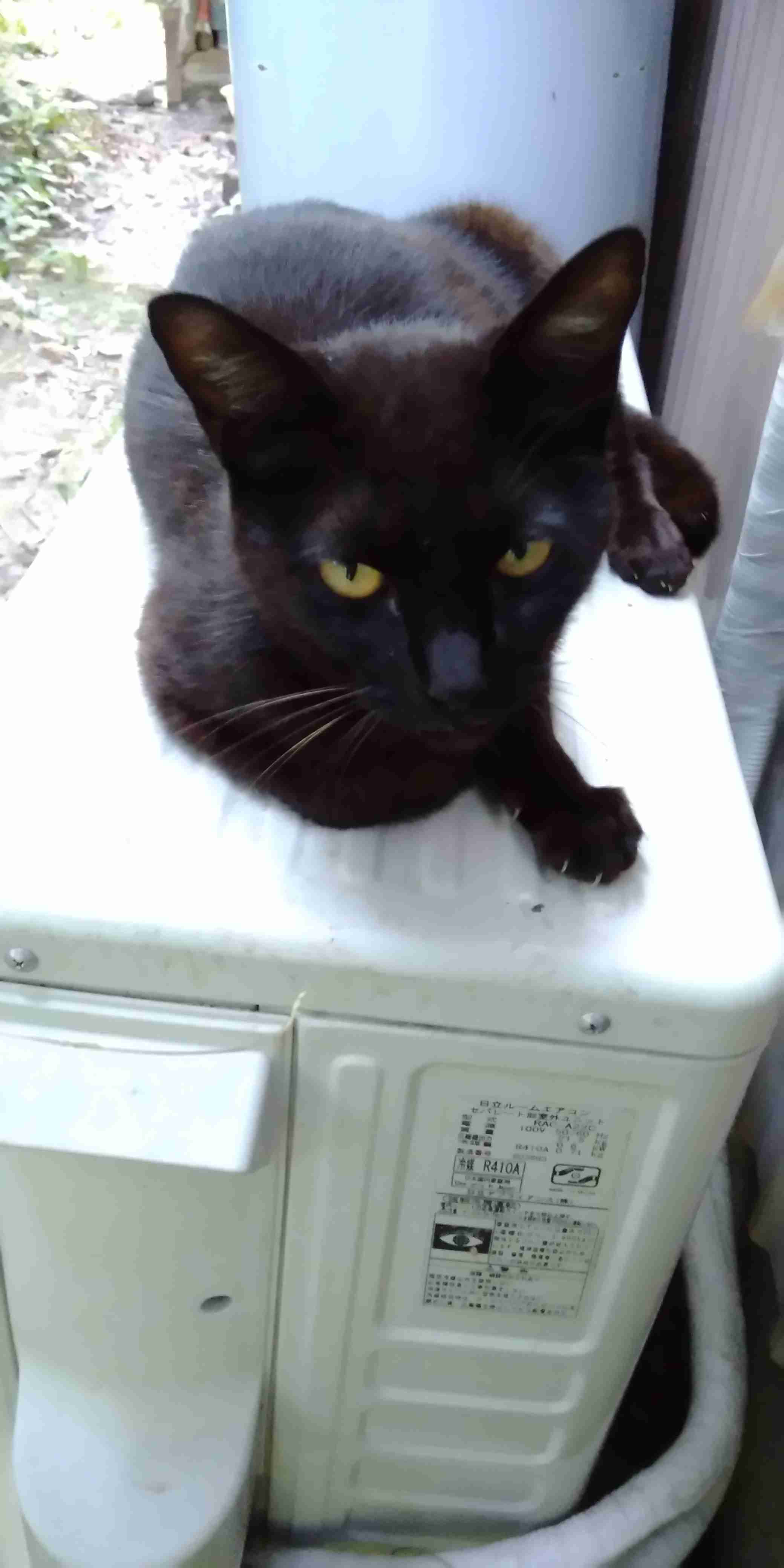 がるちゃん猫カフェ53号店 開店しました♪（初めての方も大歓迎!!）