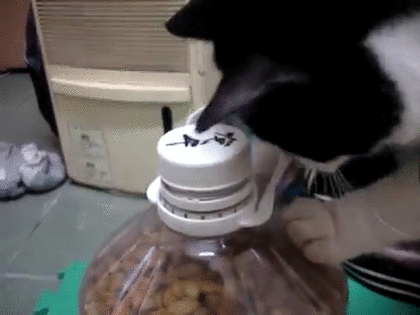 がるちゃん猫カフェ53号店 開店しました♪（初めての方も大歓迎!!）