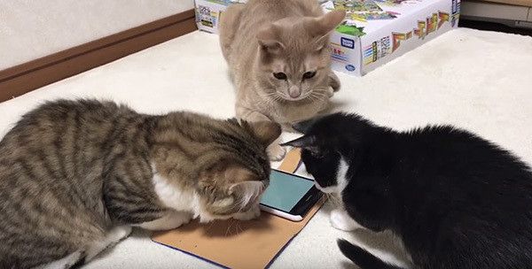 がるちゃん猫カフェ53号店 開店しました♪（初めての方も大歓迎!!）