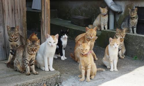 がるちゃん猫カフェ53号店 開店しました♪（初めての方も大歓迎!!）