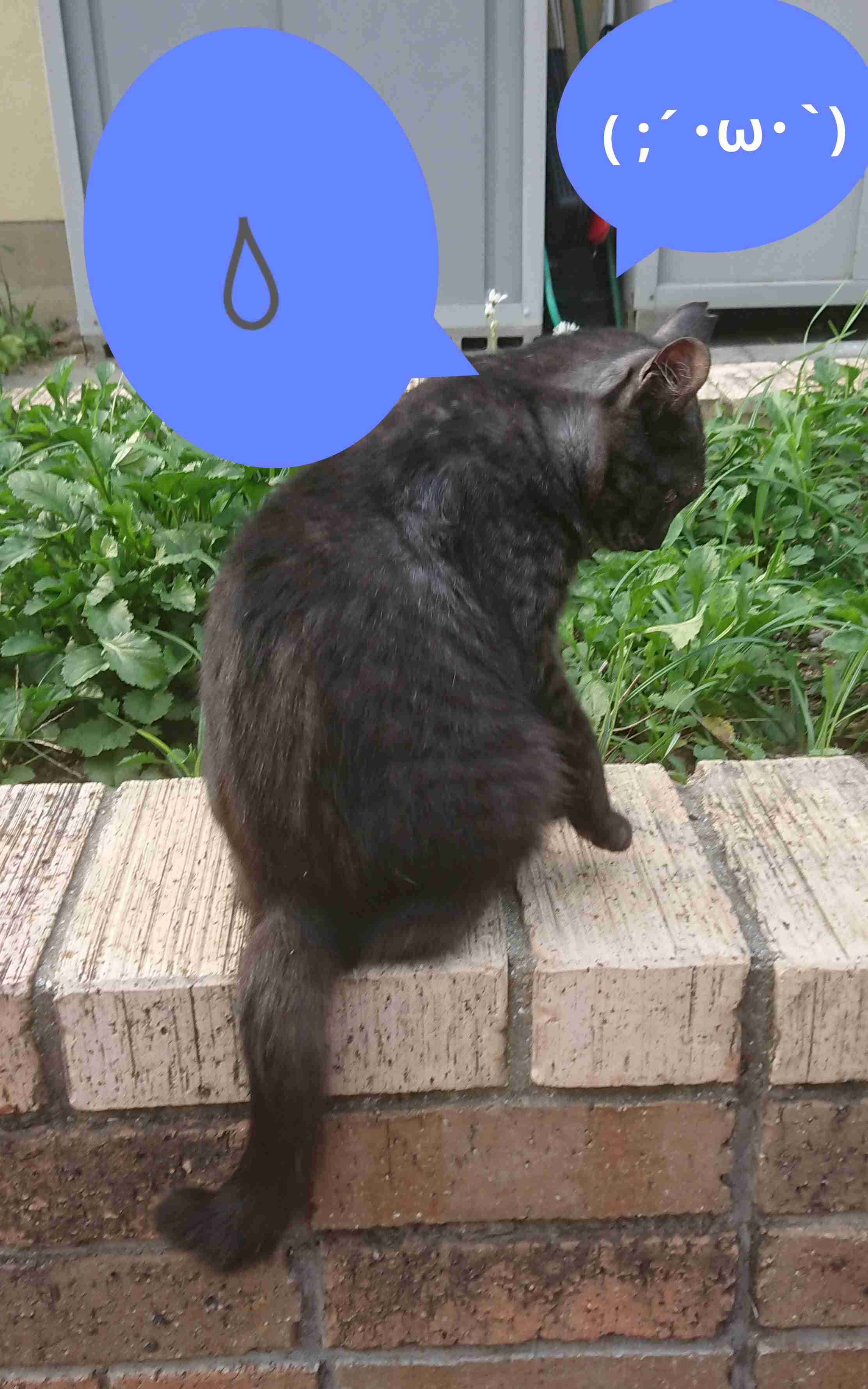 がるちゃん猫カフェ53号店 開店しました♪（初めての方も大歓迎!!）