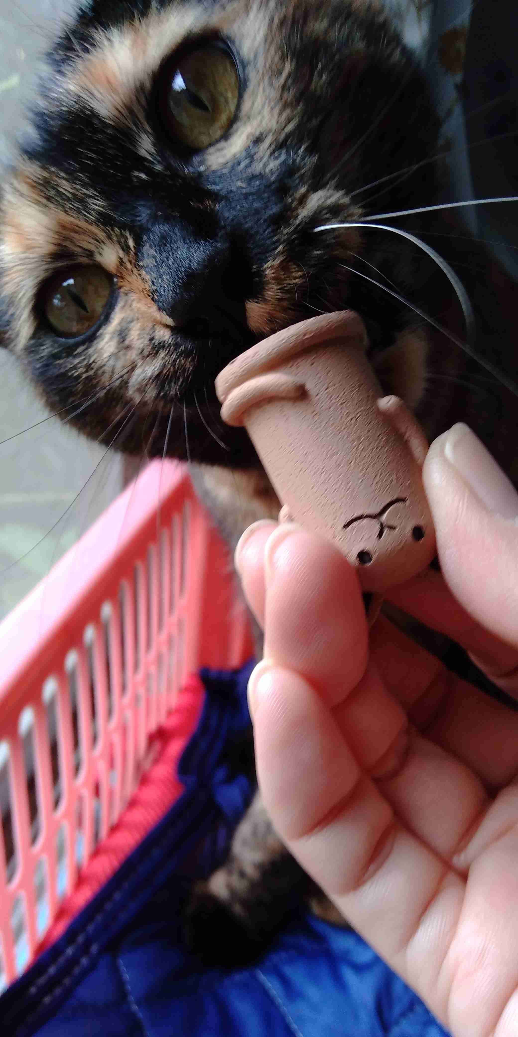 がるちゃん猫カフェ53号店 開店しました♪（初めての方も大歓迎!!）