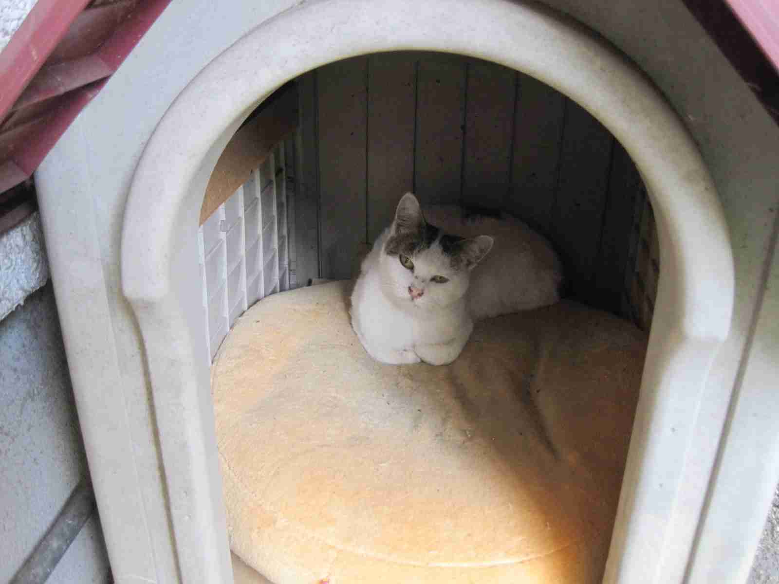がるちゃん猫カフェ53号店 開店しました♪（初めての方も大歓迎!!）