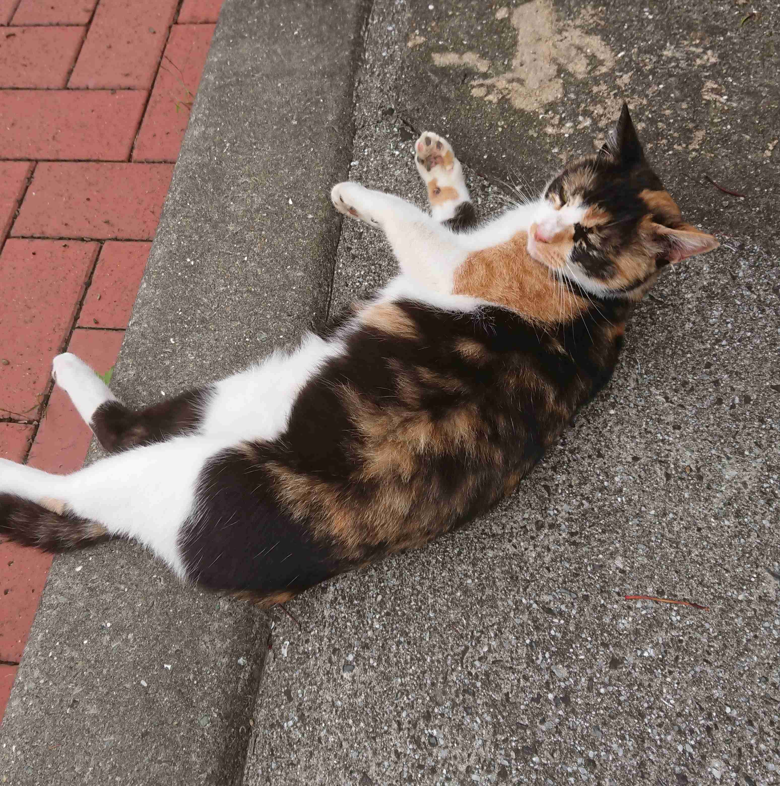 がるちゃん猫カフェ53号店 開店しました♪（初めての方も大歓迎!!）