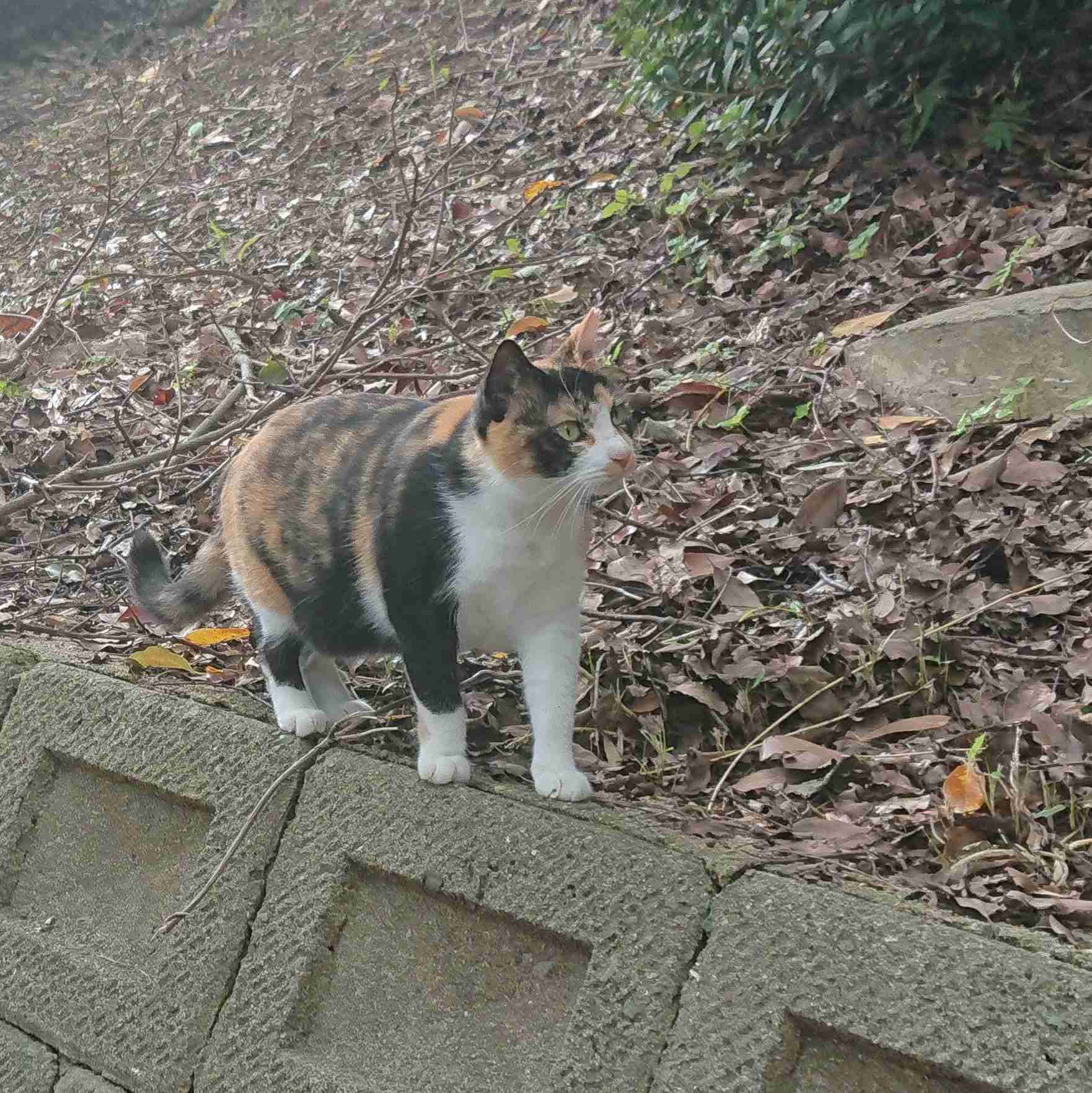 がるちゃん猫カフェ53号店 開店しました♪（初めての方も大歓迎!!）