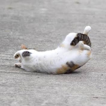 がるちゃん猫カフェ53号店 開店しました♪（初めての方も大歓迎!!）
