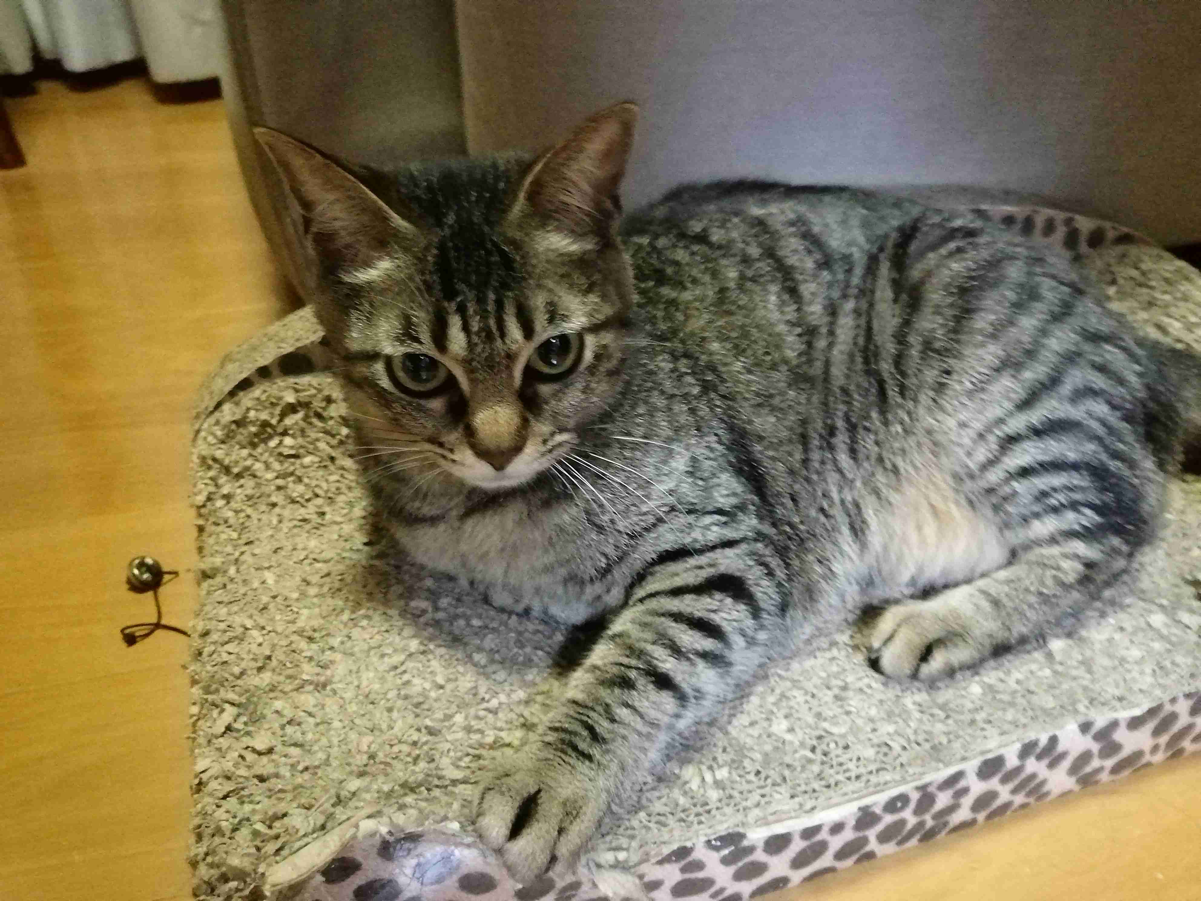 がるちゃん猫カフェ53号店 開店しました♪（初めての方も大歓迎!!）