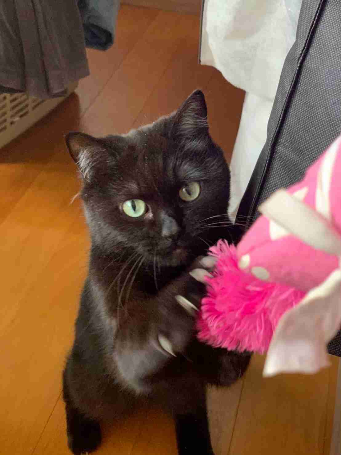 がるちゃん猫カフェ53号店 開店しました♪（初めての方も大歓迎!!）