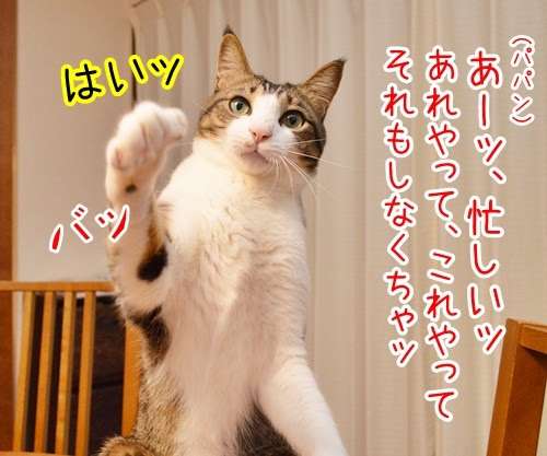 がるちゃん猫カフェ53号店 開店しました♪(初めての方も大歓迎!!)