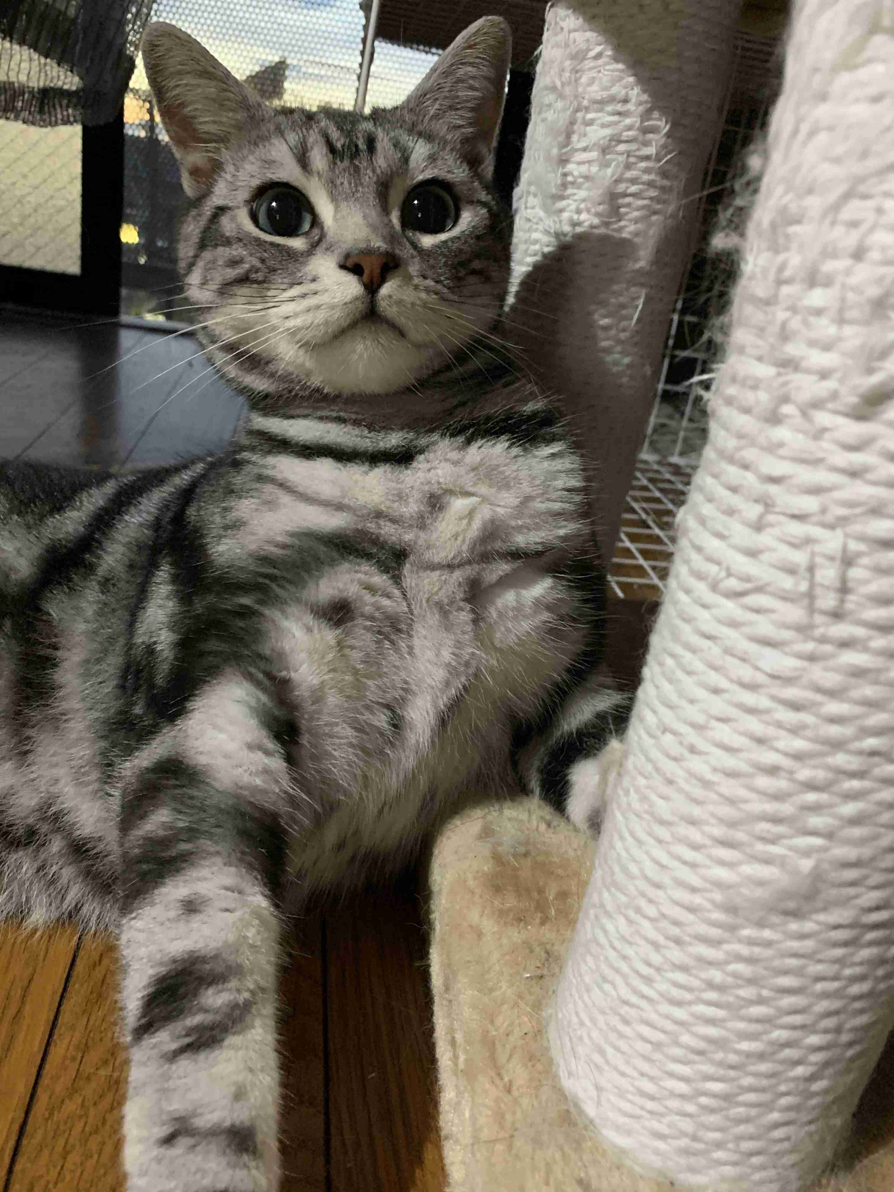 がるちゃん猫カフェ53号店 開店しました♪（初めての方も大歓迎!!）