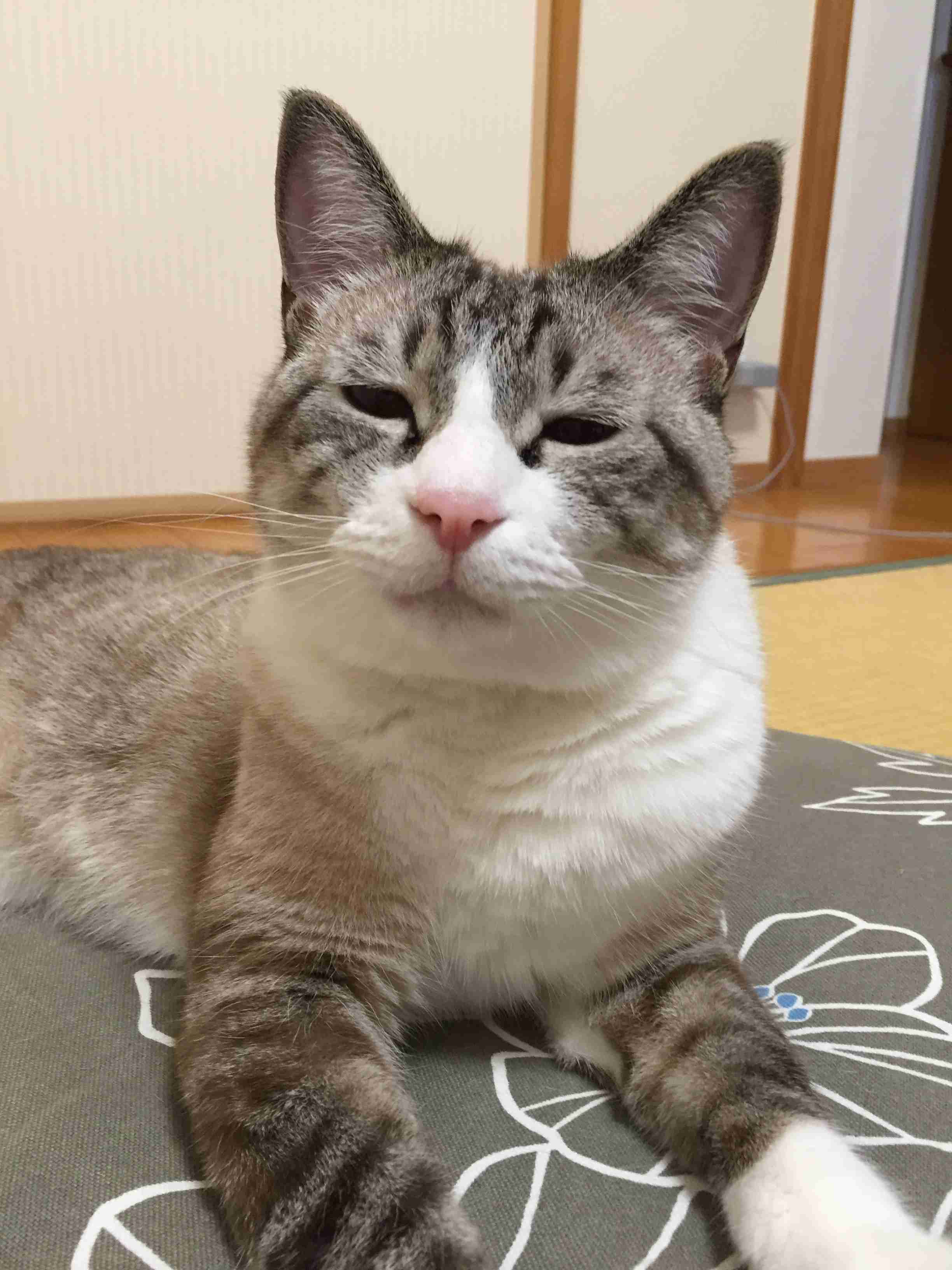 がるちゃん猫カフェ53号店 開店しました♪（初めての方も大歓迎!!）