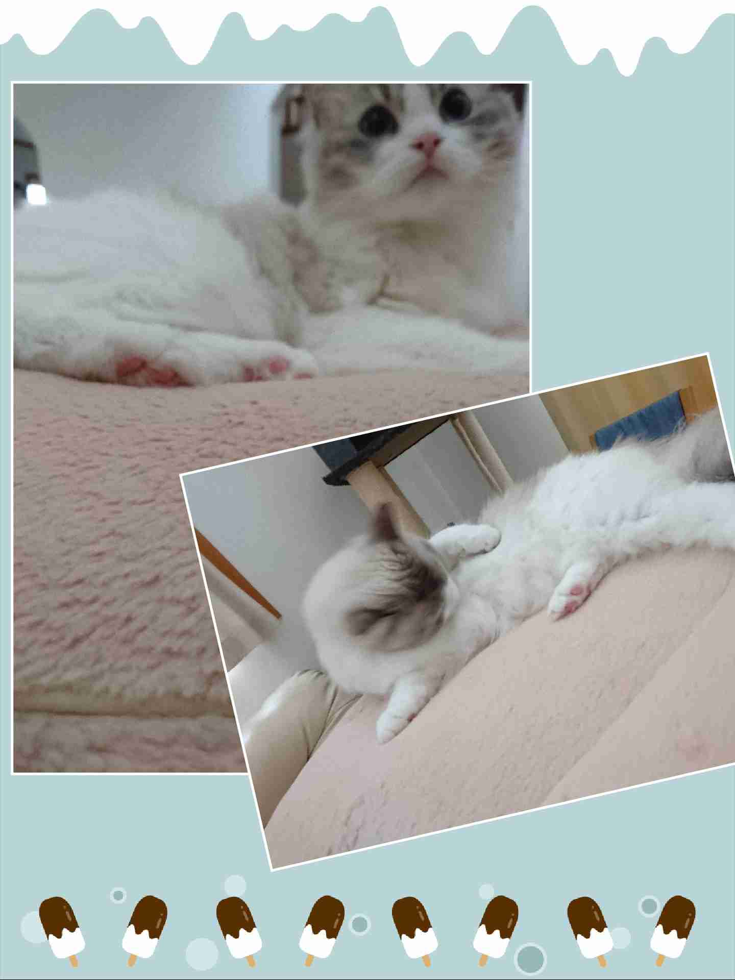 がるちゃん猫カフェ53号店 開店しました♪（初めての方も大歓迎!!）