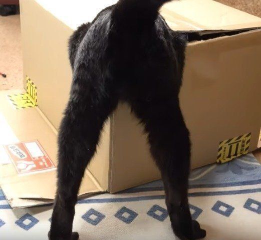 がるちゃん猫カフェ53号店 開店しました♪(初めての方も大歓迎!!)