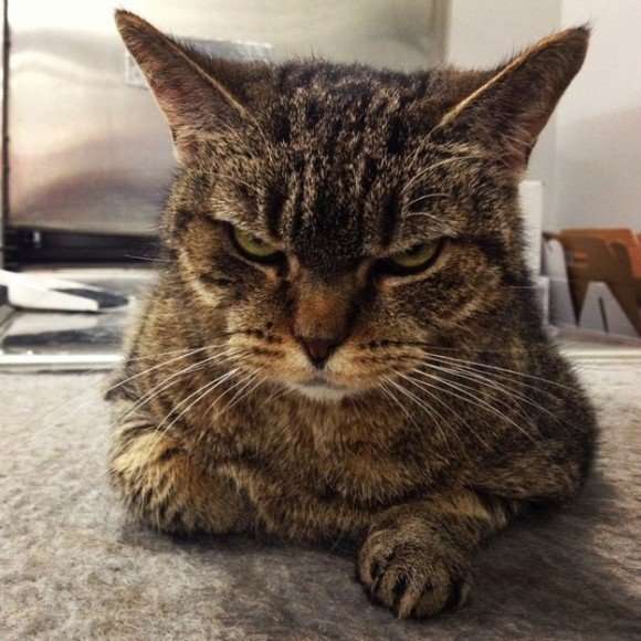 がるちゃん猫カフェ53号店 開店しました♪（初めての方も大歓迎!!）