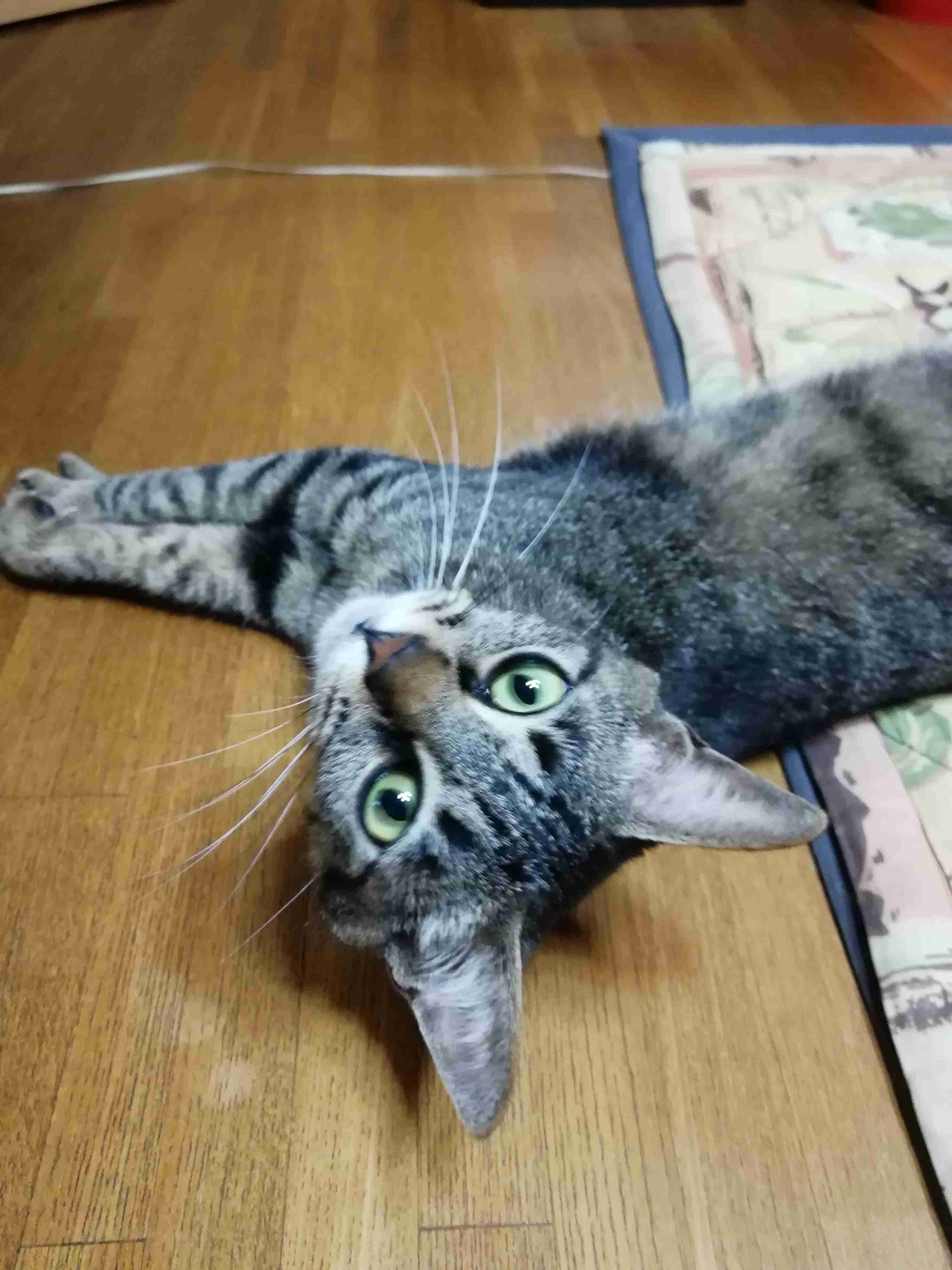 がるちゃん猫カフェ53号店 開店しました♪（初めての方も大歓迎!!）